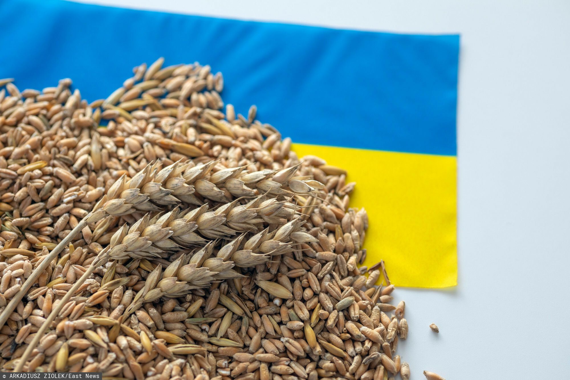 zboże, Ukraina