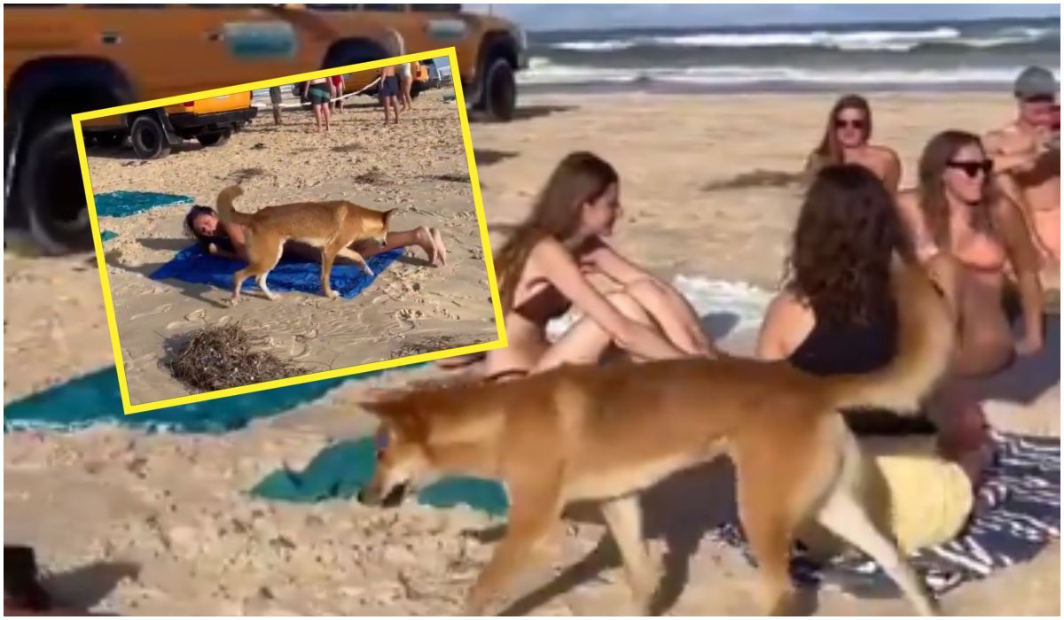 Dzikie zwierzę zaatakowało kobietę na plaży