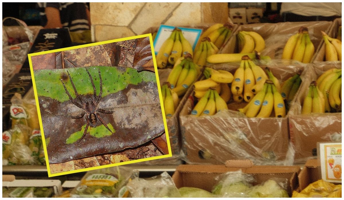 Niebezpieczny pająk w bananach