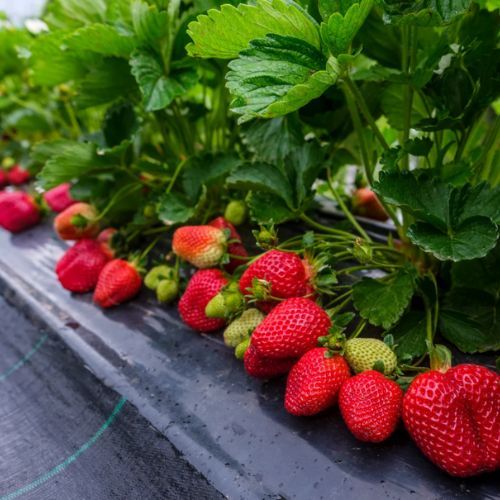 Nie ma kto zbierać owoców. „Chcą zarabiać 500 zł, a ich wydajność jest bardzo słaba"