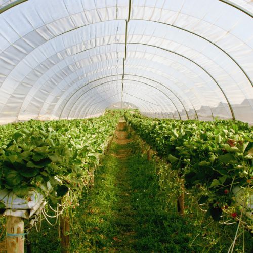 Nie ma kto zbierać owoców. „Chcą zarabiać 500 zł, a ich wydajność jest bardzo słaba"