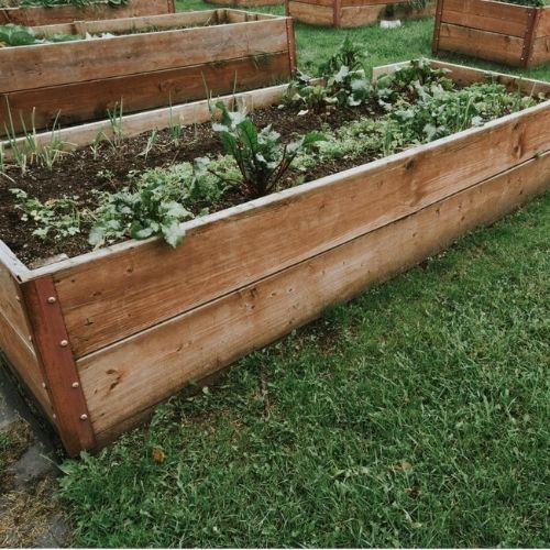 Te warzywa zbierzesz jesienią. Wystarczy posiać je w sierpniu