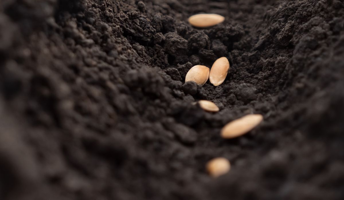 nasiona w ziemi