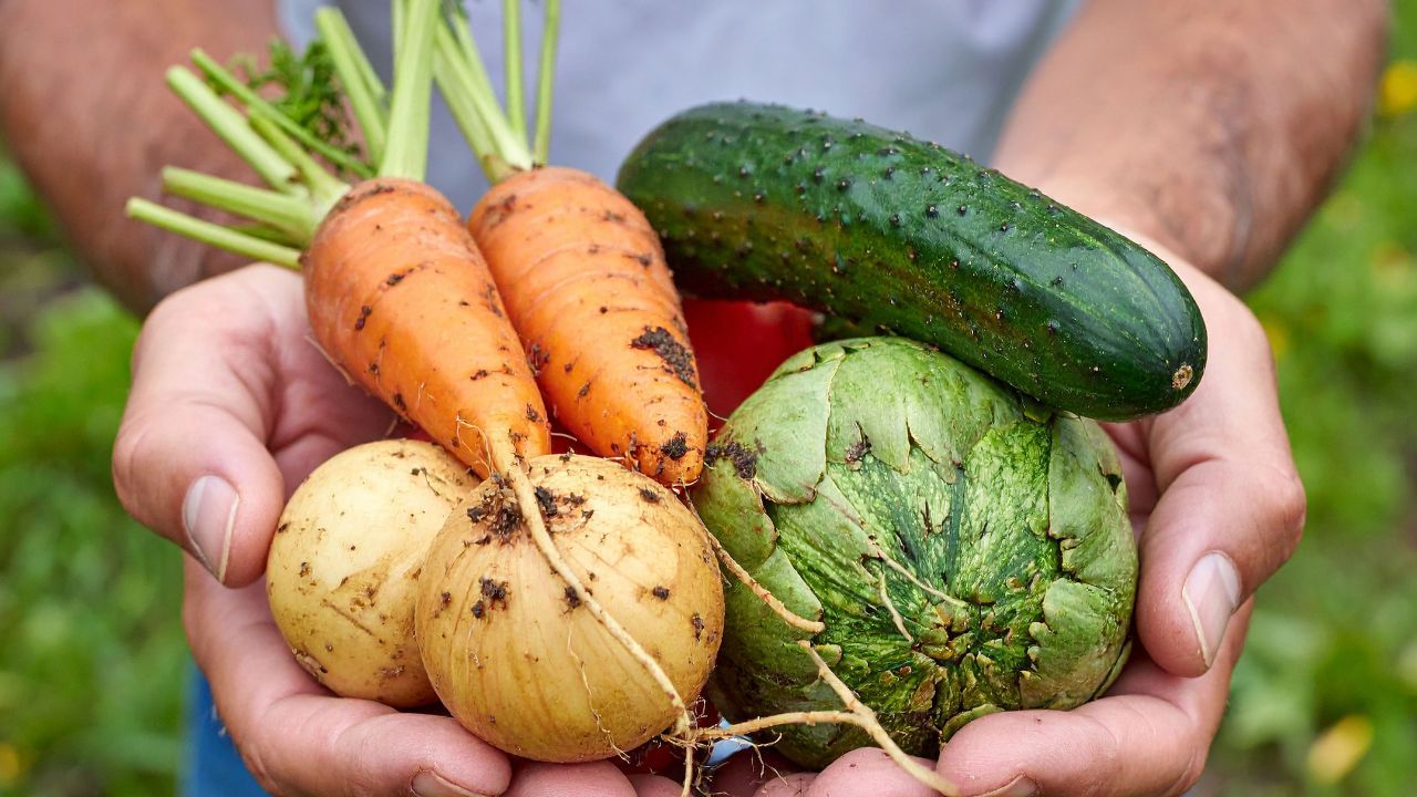 Miały być ekologiczne, a są skażone. Niepokojące odkrycie w ogródkach działkowych