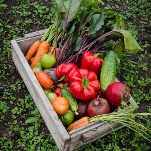 Nie wyrzucaj skorupek, zalej je octem. Szybko rozwiążesz problem w ogrodzie