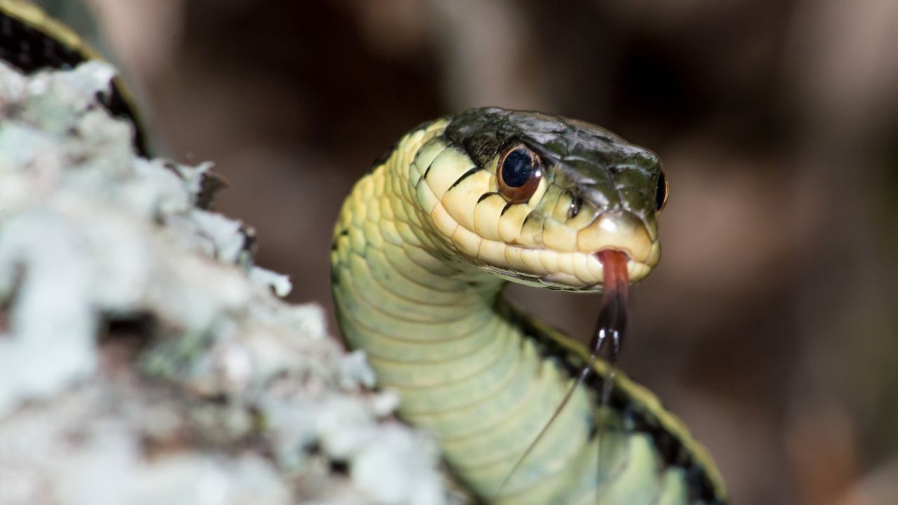 węże w Chorwacji
