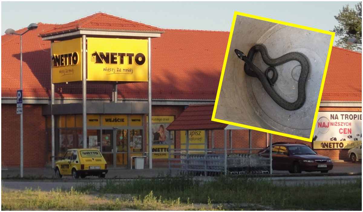 Wąż w sklepie w Kędzierzynie-Koźlu przeraził klientów