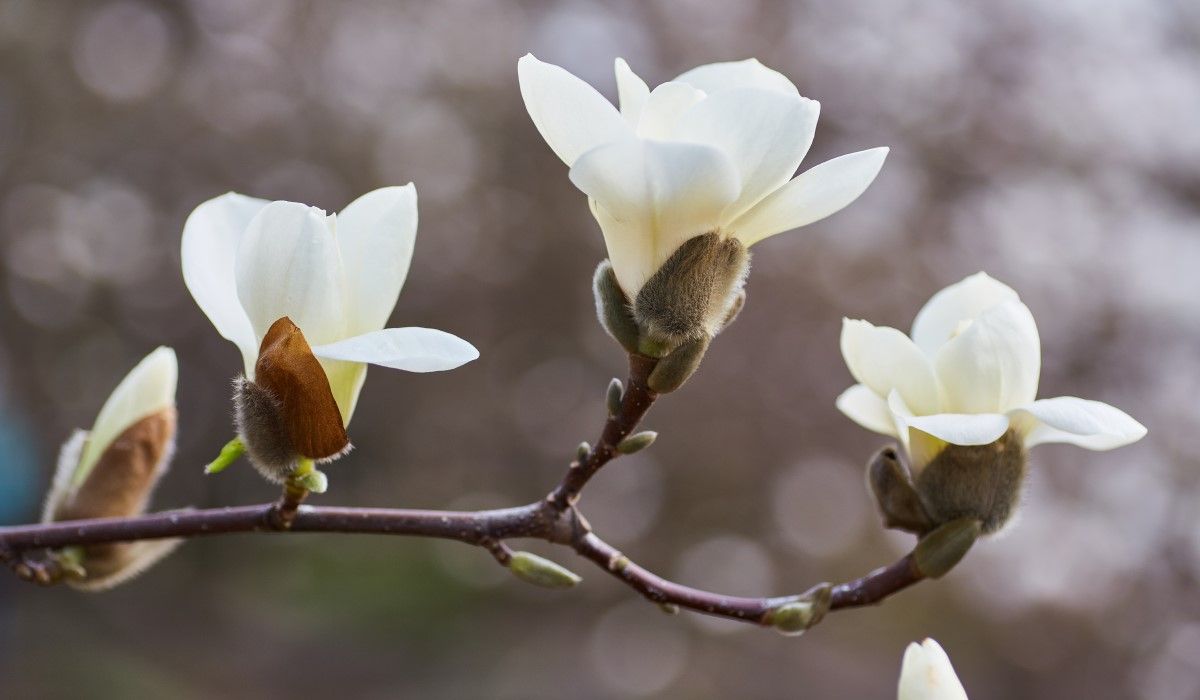 white-big-magnolia.jpg