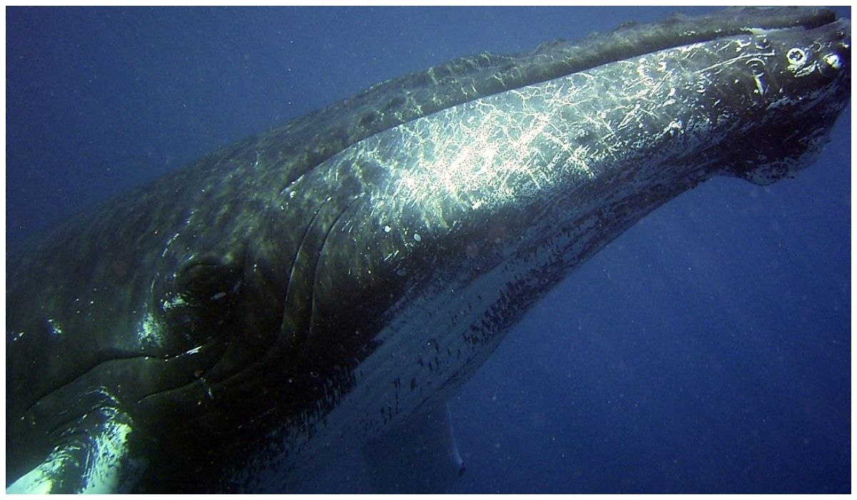 Fale wyrzuciły ciało wieloryba w La Palma, zdj. ilustracyjne