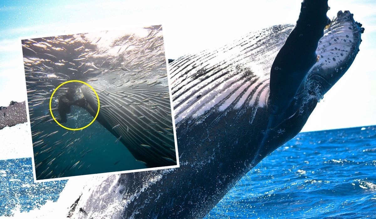 Wieloryb połknął nurka. Sytuację uchwycono na zdjęciach