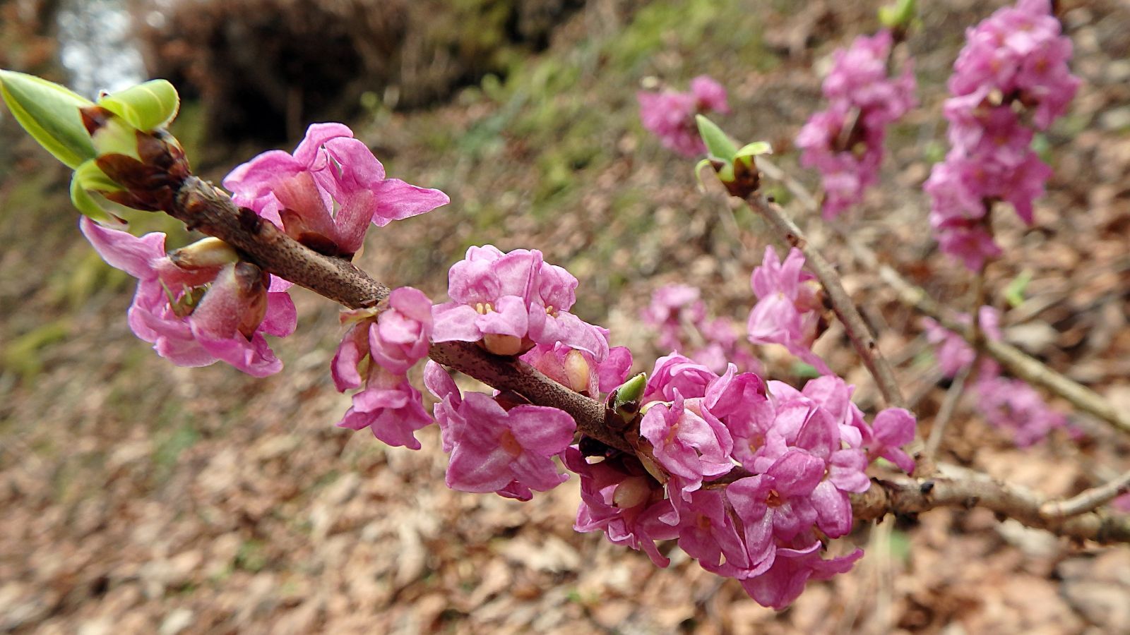 Leśnicy ostrzegają. "Toksyczna piękność" jest już w lasach, nawet się nie zbliżaj