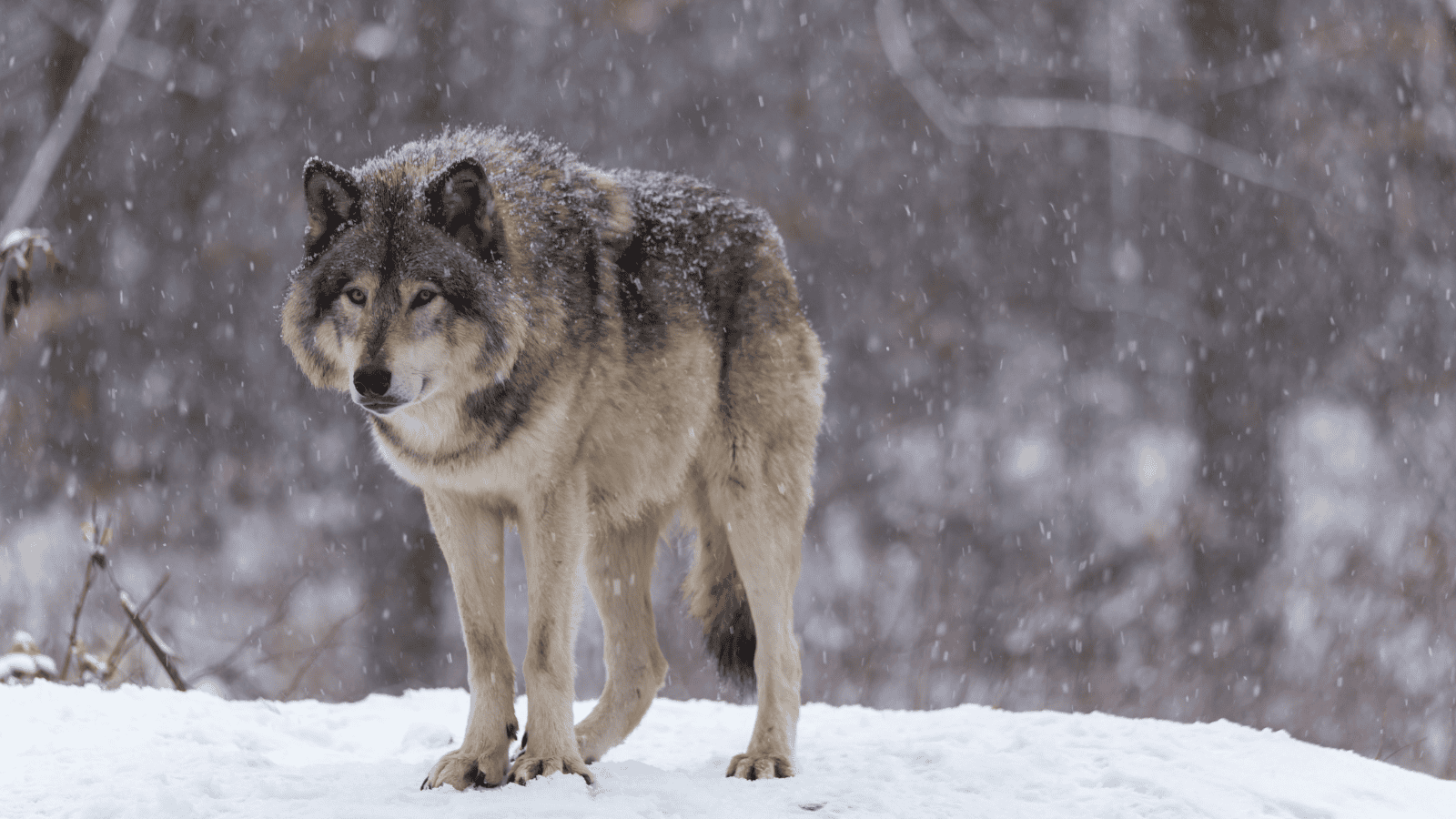 Wilki pod Kielcami. Mieszkańcy boją się o swoje zwierzęta