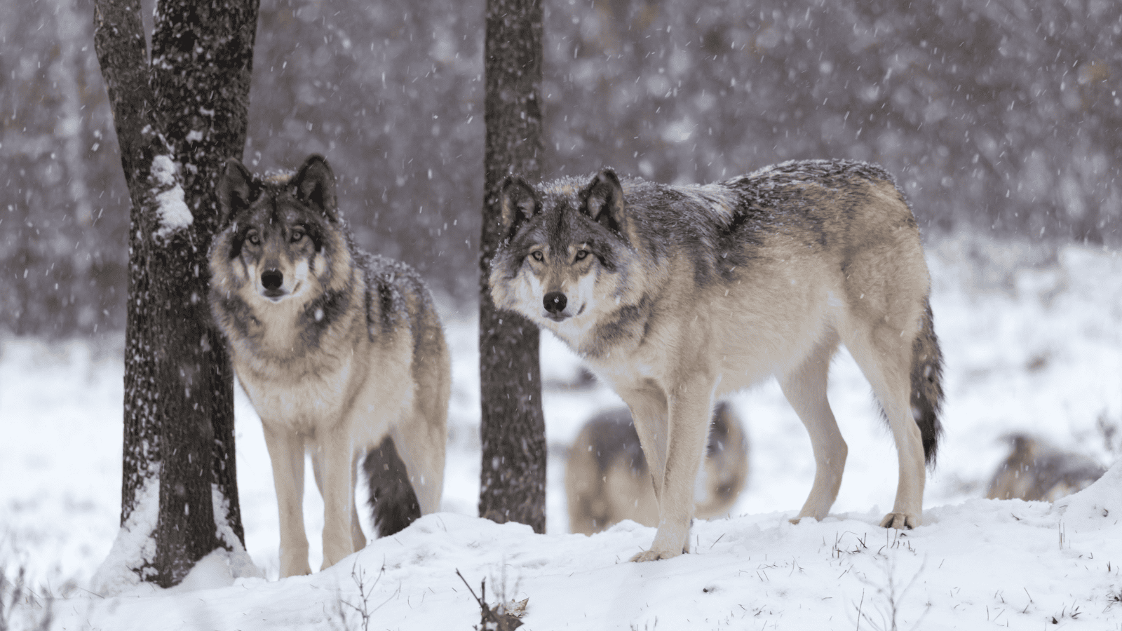 Wilki pod Kielcami. Mieszkańcy boją się o swoje zwierzęta
