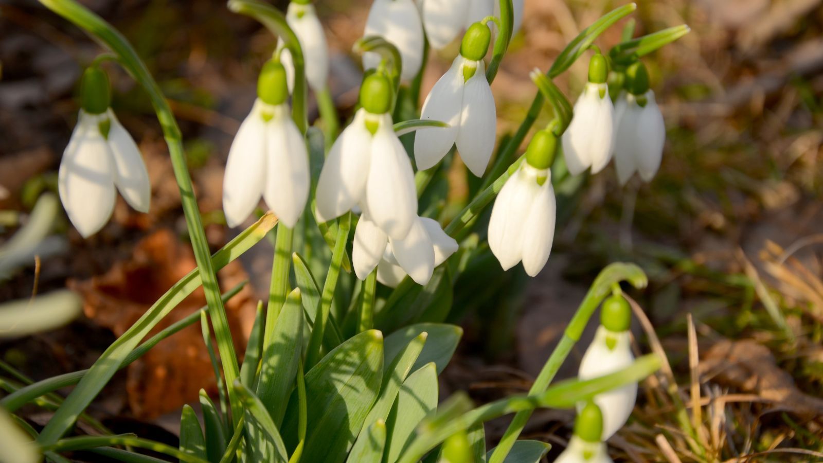 Zacznie się w czwartek. Prognoza IMGW na marzec może zaskoczyć, jeszcze zatęsknisz za ciepłem
