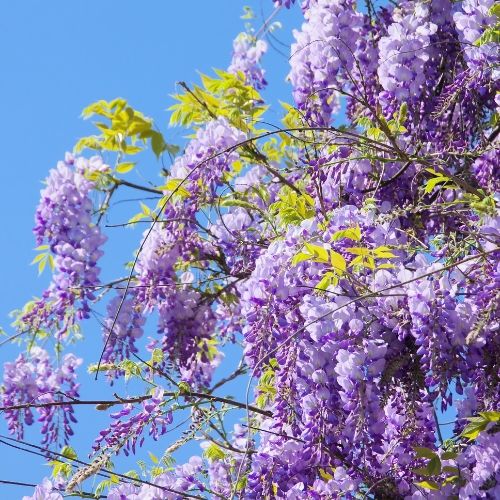 wisteria