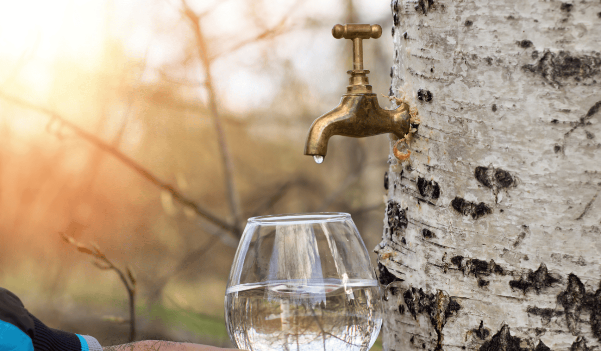 woda brzozowa prosto z drzewa.png