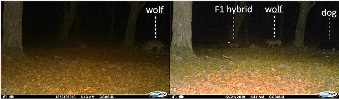 wolf_dog_hybrid_-_photo_fundatia_conservation_carpathia (1).jpg