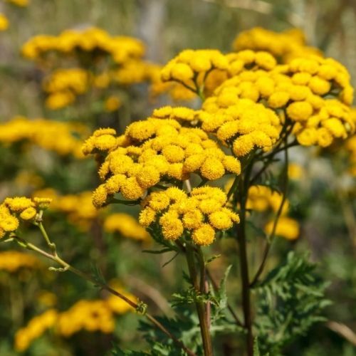 Olej z wrotyczu. Remedium na kleszcze i stany zapalne skóry