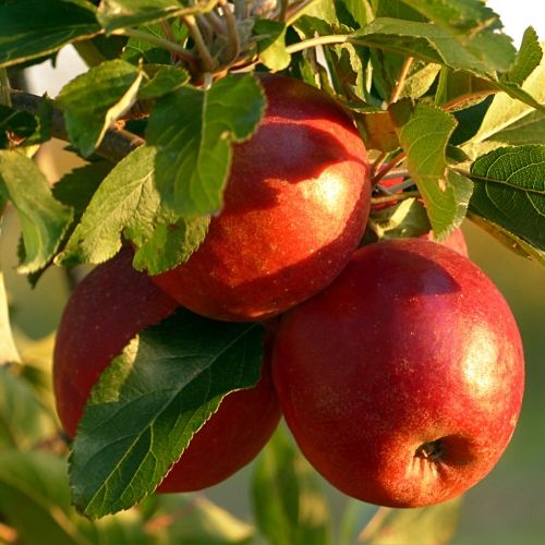 najlepsze odmiany jabłek