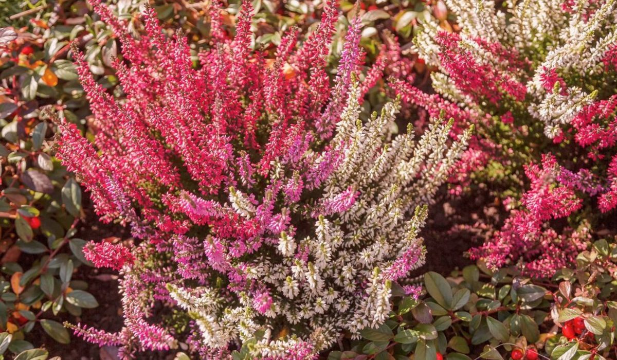 Pod koniec sierpnia rozsypuję pod wrzosami. Kwitną aż do zimy