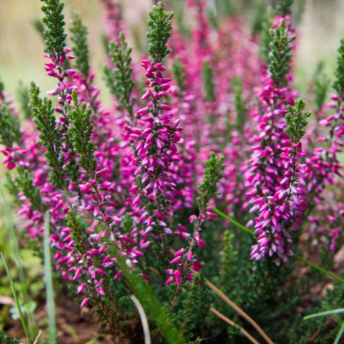 Pod koniec sierpnia rozsypuję pod wrzosami. Kwitną aż do zimy