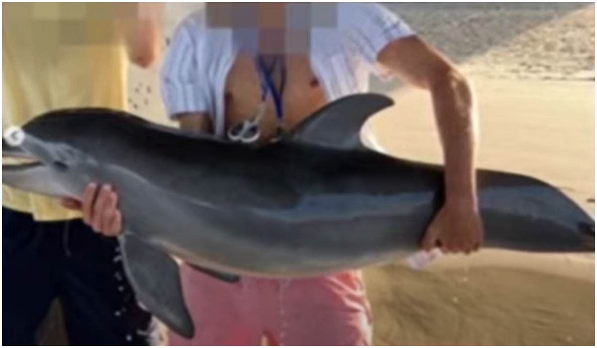 Malutki delfin został wyciągnięty z wody, wskutek czego zmarł