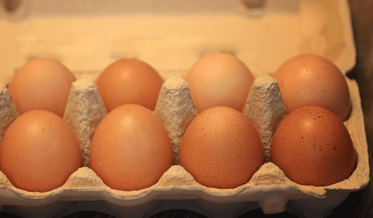 jak wykorzystać wytłaczankę po jajkach?