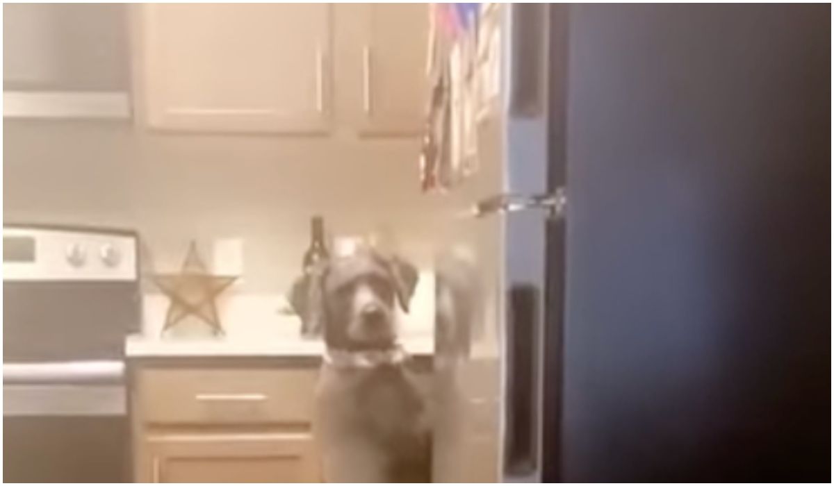 pies w kuchni
