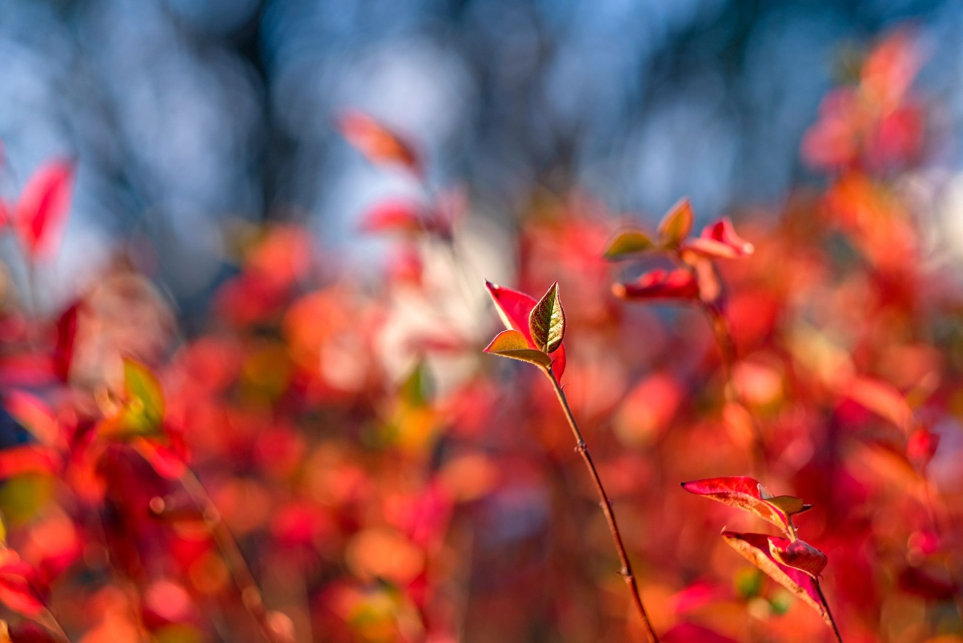 czerwone jesienne liście krzewu