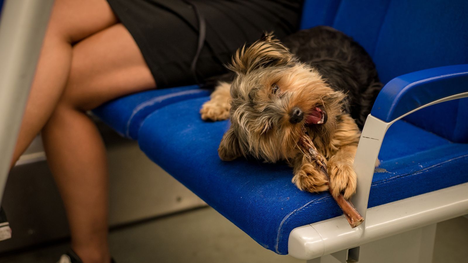 Niedozwolone w pociągu. Właściciele zwierząt nie mają pojęcia, potem muszą płacić karę