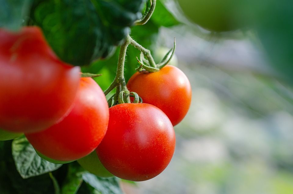 Pomidory w donicach na balkonie i w domu – jak założyć własną uprawę?