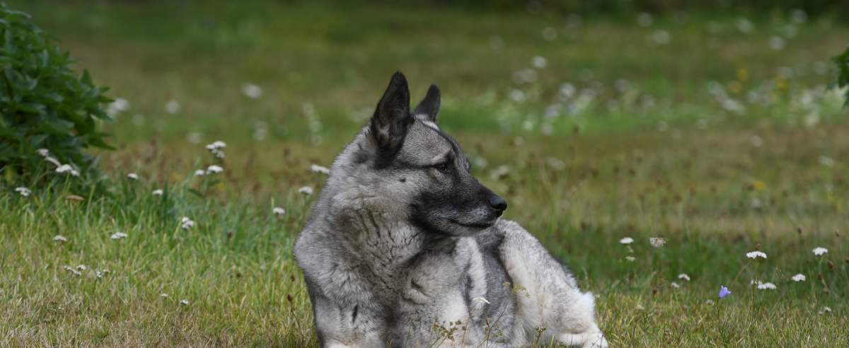 Elkhund szary: norweski pies na łosie