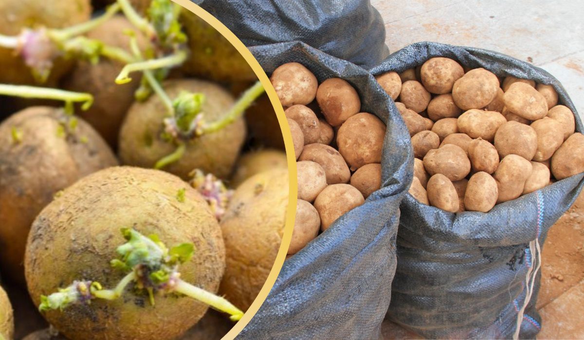 Jak przechowywać ziemniaki na zimę? 1 trik i nie będą kiełkować