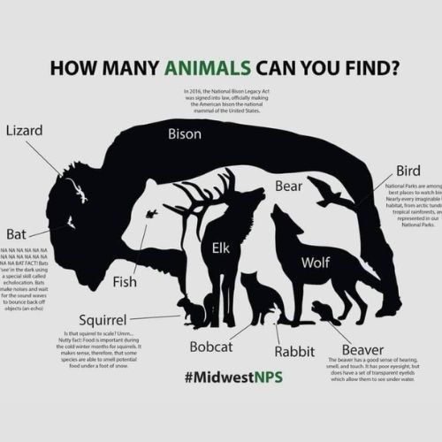 ile zwierząt widzisz na obrazku.jpg