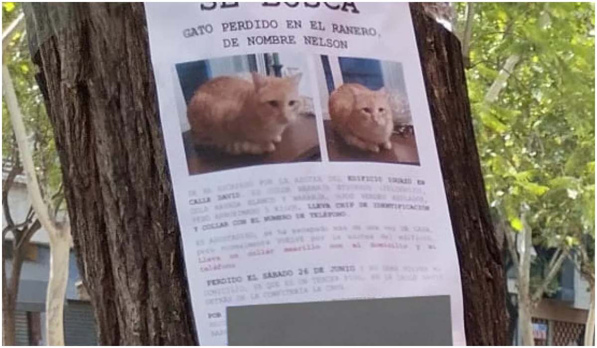 W całym mieście były rozwieszone ogłoszenia o zaginionym rudym kocie