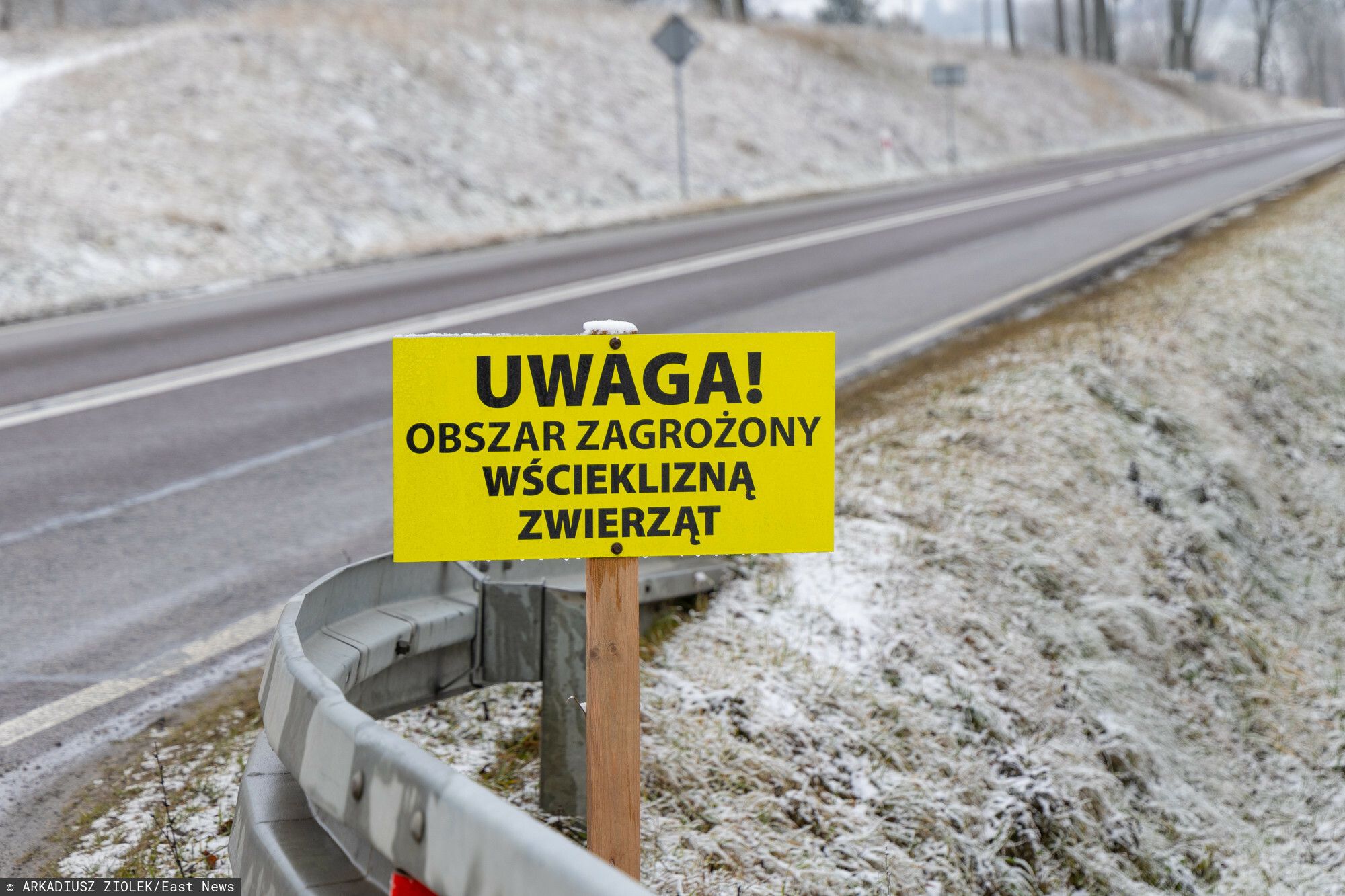 Zagrożenie wścieklizną