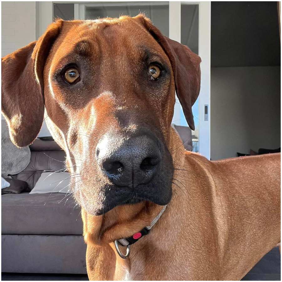 zagubiony rhodesian ridgeback.jpg