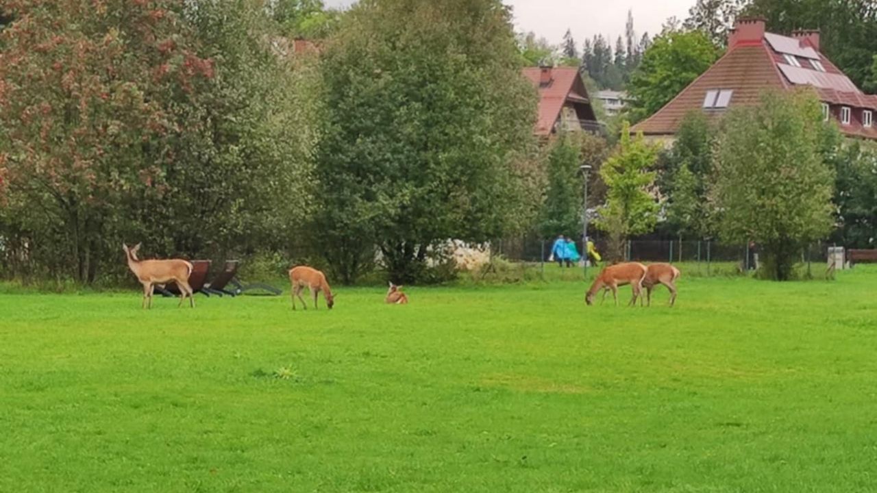 zakopane