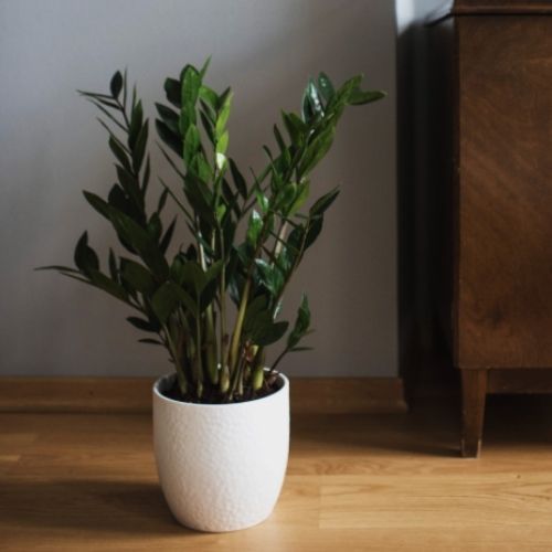 Domowa odżywka do zamiokulkasa. Wystarczy produkt z kuchni