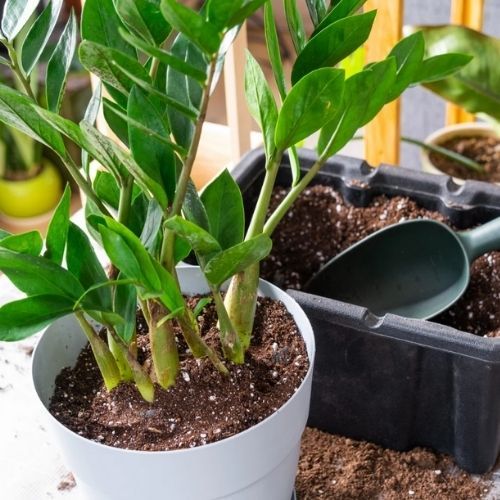 Wyciagam z kuchni i sypię pod zamiokulkasa. Pędy puszcza jak na drożdżach