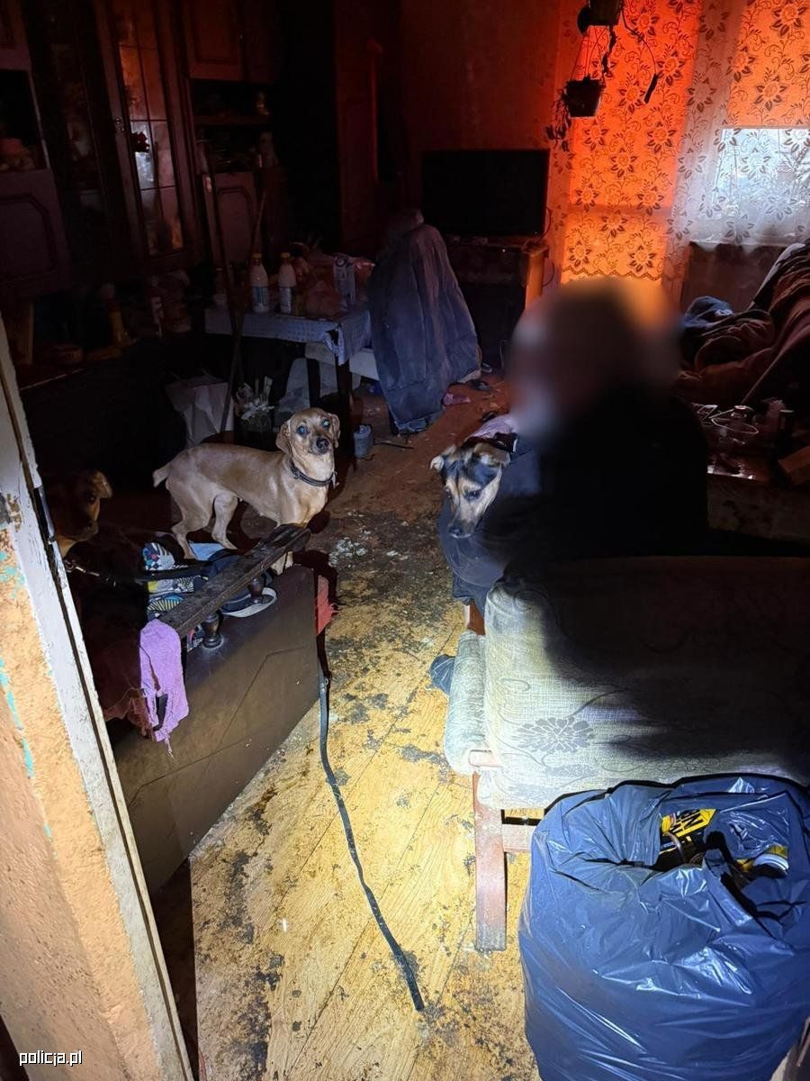 Służby odebrały zaniedbane psy. To koniec bestialstwa