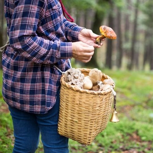 Grzyby należy wykręcać czy wycinać? Leśnicy wyjaśniają raz na zawsze