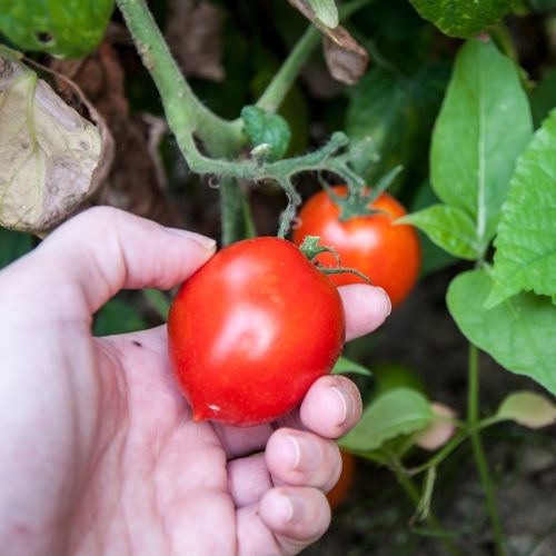 zbiory pomidorów i ogórków