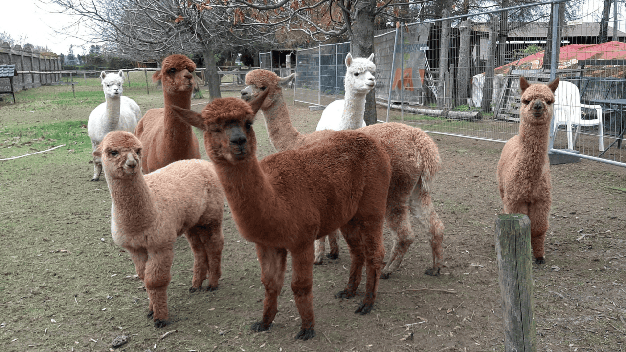 Siła dotyku i spokoju. Terapeutka o tym, jak alpaki pomagają dzieciom z autyzmem