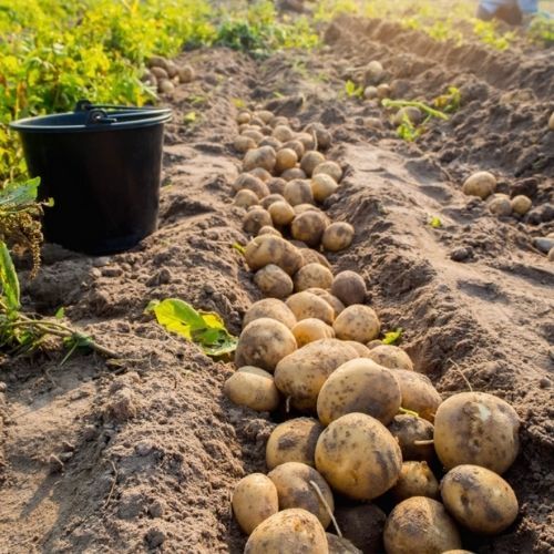 Rolnik z Podkarpacia rozdawał za darmo ziemniaki. Skorzystały tłumy