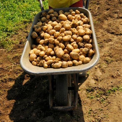 Rolnik z Podkarpacia rozdawał za darmo ziemniaki. Skorzystały tłumy
