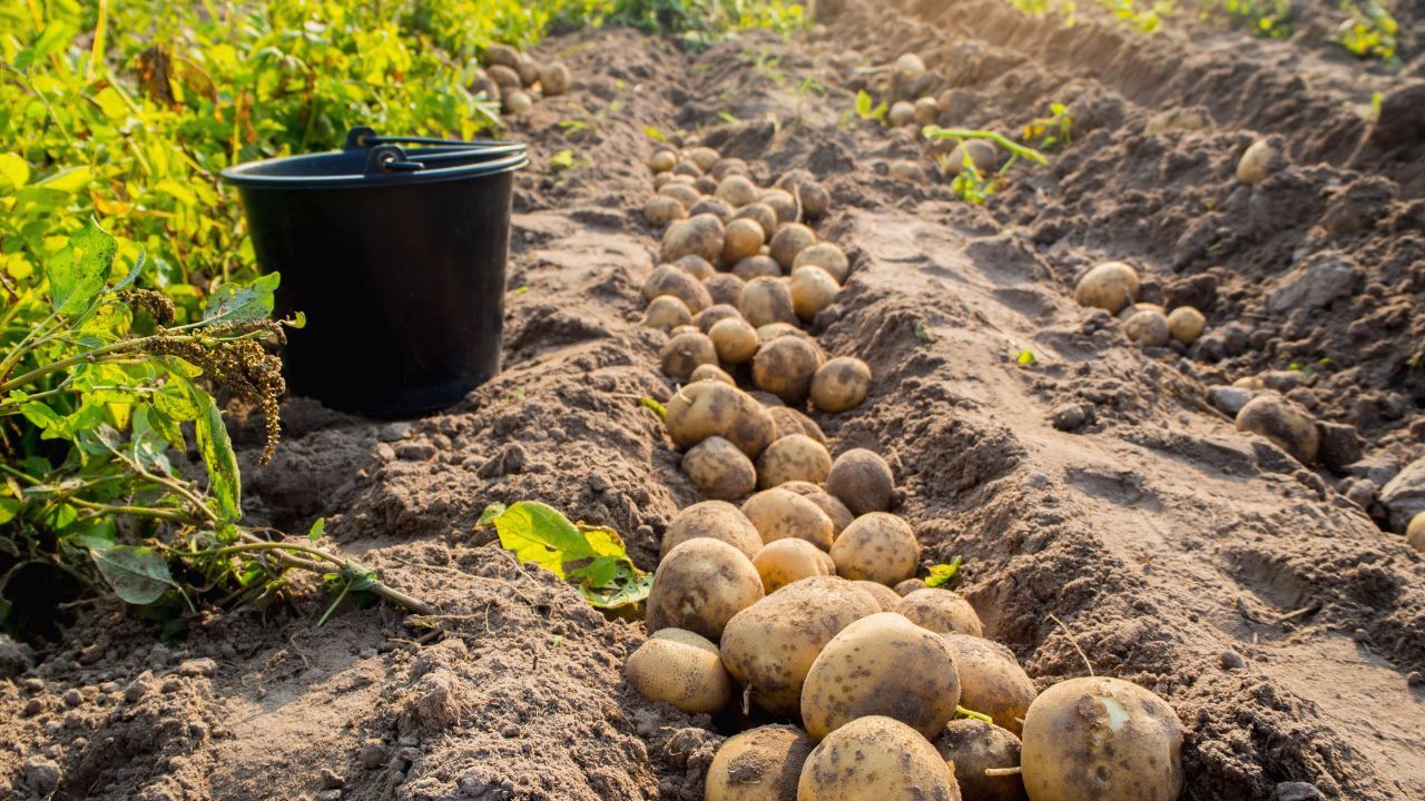 W Polsce ruszyły kontrole pól uprawnych. Rolnicy muszą mieć się na baczności