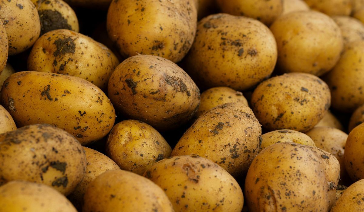 Ciemne plamy na ziemniakach to jasny znak. Mało kto ma świadomość