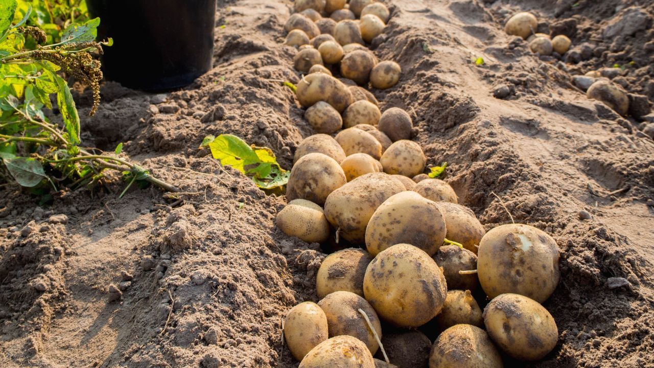 Ziemniaki z Polski jechały już na eksport. Kontrolerzy dokonali niepokojącego odkrycia