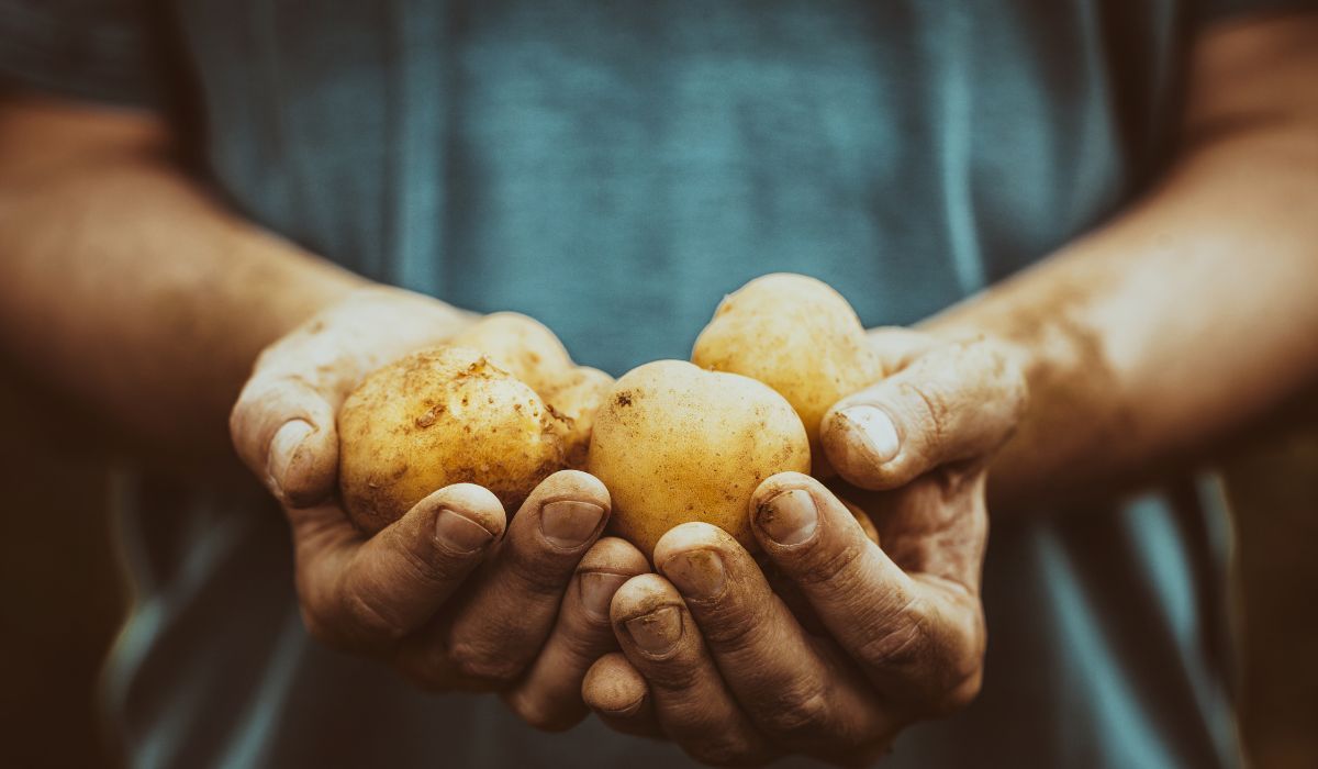 ziemniaki w dłoniach